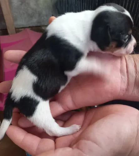 Pinscher 01