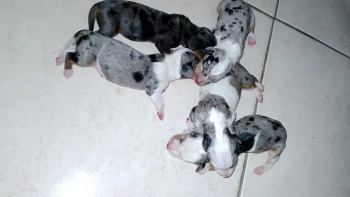 Cachorro basset dachshund 