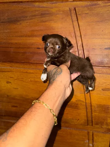 Chihuahua 
