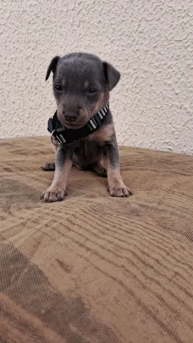 Pinscher 0 com 1 Blue (Cinza)