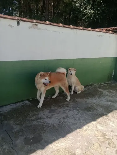 Doação cão Akita