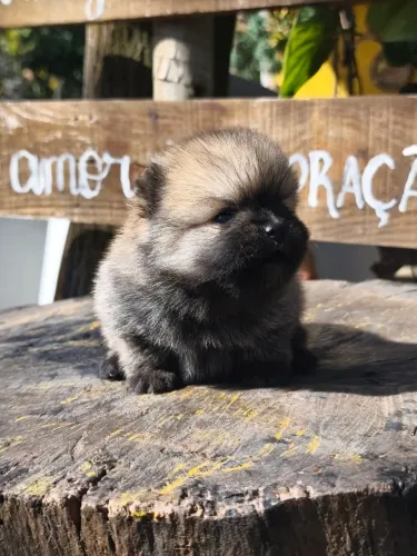 Spitz alemão ursinho Disponível 