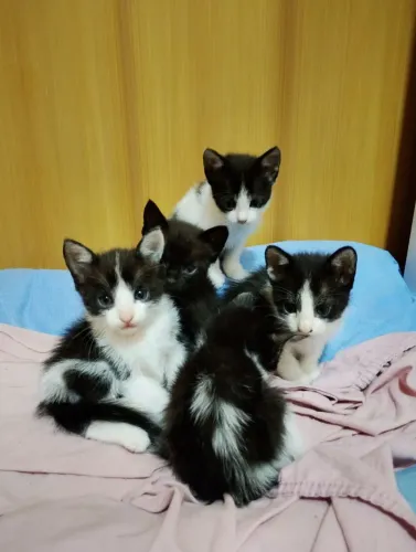 Gatos e gatinhos doação 
