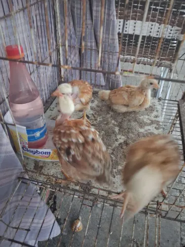 4 Pintinhos