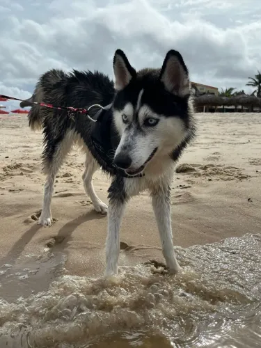 Husky siberiano macho para cruzamento