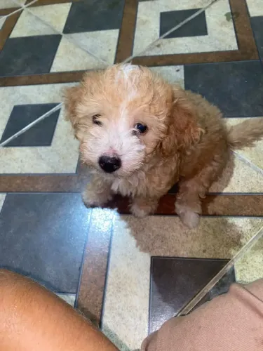 Cachorra