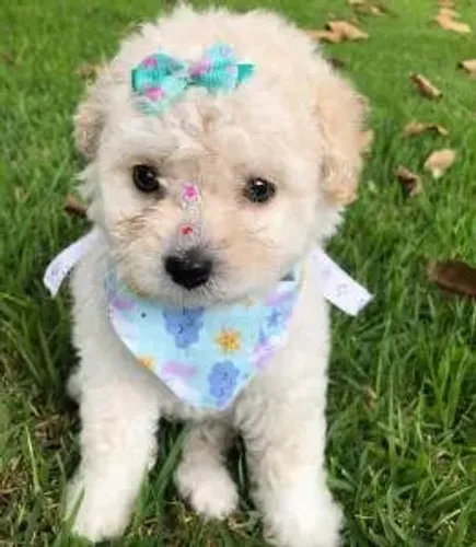 Poodle - Pequenos anjos de quatro patas para sua família