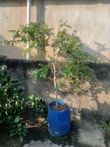 Jabuticabeira híbrida produzindo 