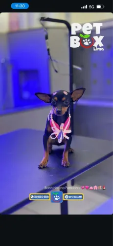 Cachorra Pincher