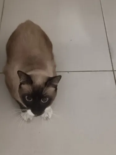 Gato doação 