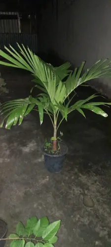 Palmeira carpentaria