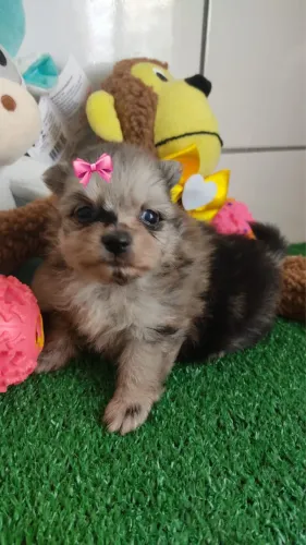 Lulu femea com 48 dias vermifugada e vacinada