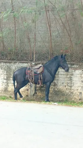 Cavalo Mangalarga Marchador