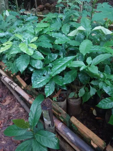 Mudas de café conilon