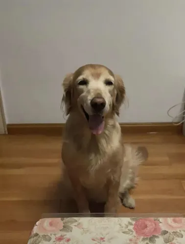 Doação responsável de filhote de Golden Retriever