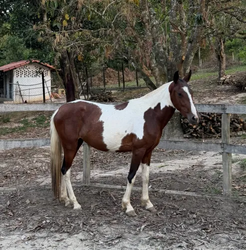 Égua pampa MM