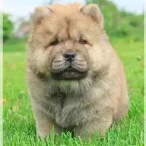 Chow Chow,Chow Chow Filhote Peludo e Pronto para um Novo Lar com Amor
