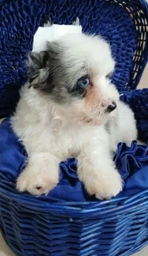 Lindo yorkshire bluebarry olhos azuis