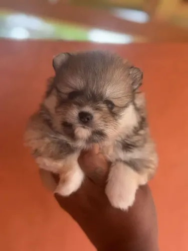 Spitz alemão anão!Entre em contato