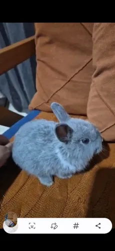 Linda menina Netherland ! ( coelho anão)