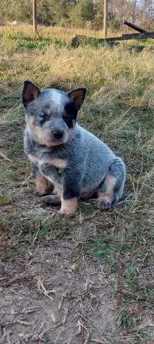 Filhotes de Blue Heeler - Puro de Origem