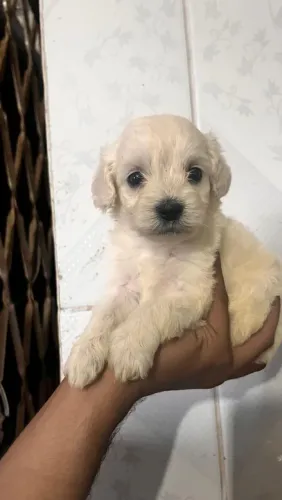 Filhote de Poodle Toy Macho e Femea
