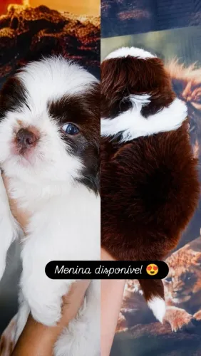 Shih Tzu fêmea