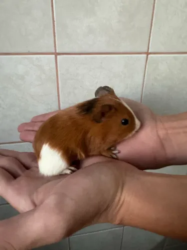 Porquinho da índia filhote