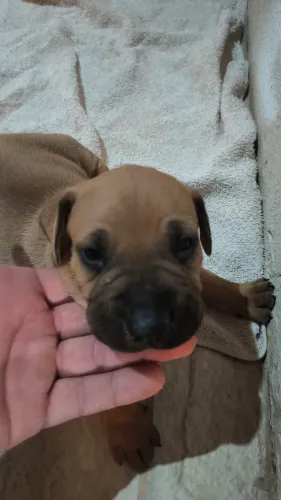 Filhote fila brasileiro