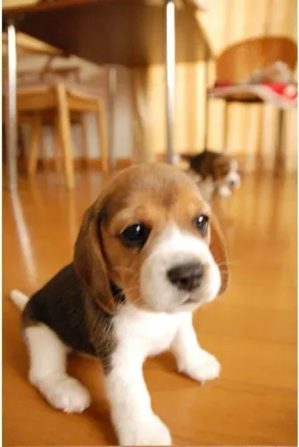 Beagle Esse filhotinho não passa despercebido