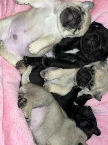 Filhotes de Pug disponíveis! Muito amor, carinho e fofura esperando por um novo lar. ?