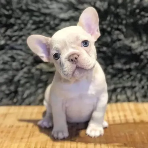 Bulldogue Francês - Um Bebê Canino Em Busca De Lar 