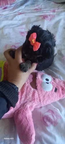 Feminha de Yorkshire X lhasa