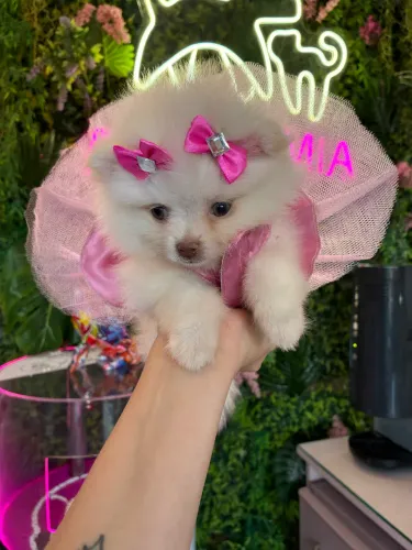 Lulu da Pomerania ! Encante a vida