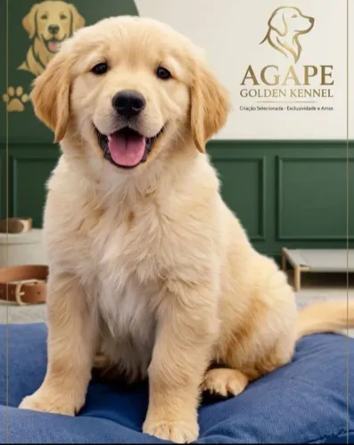 Filhotes de Golden Retrivier 