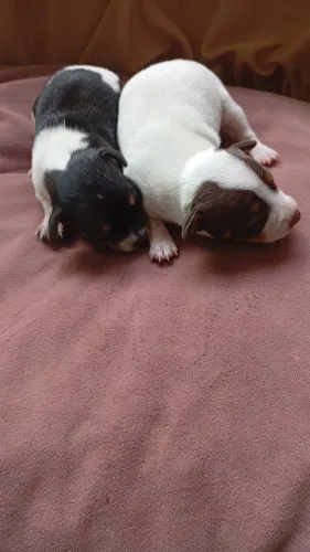 2 filhotes pinscher macho 
