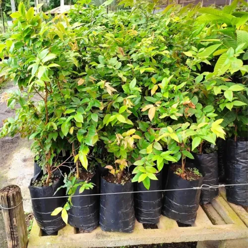 Mudas de jaboticaba 