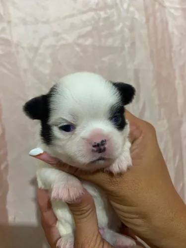Chihuahua pêlo longo 