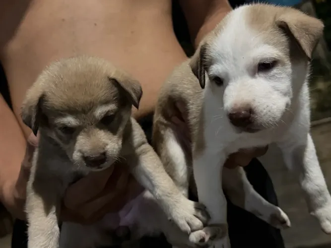 Filhotes de Husky Siberiano 