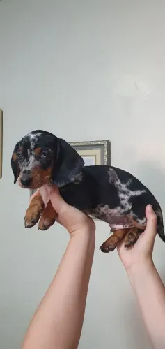 Basset arlequim macho 