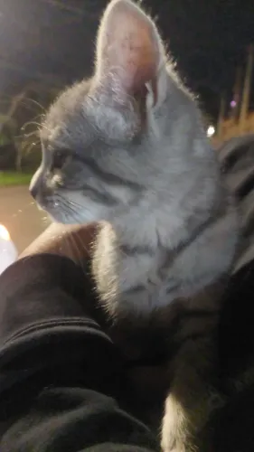 Doação de gatinhos