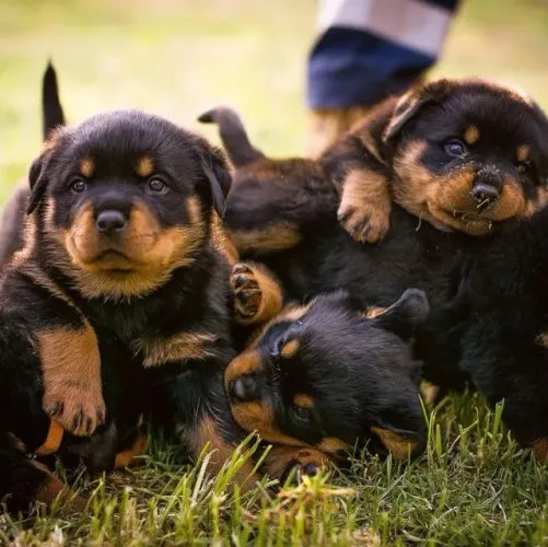 Filhote de cachorro rottweiler brincalhão ideal para guarda e lazer
