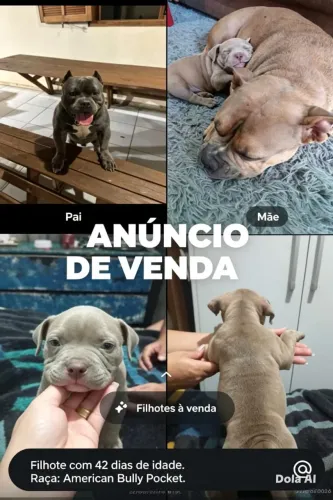 Vendo American bully poket com 45 dias de nascido.