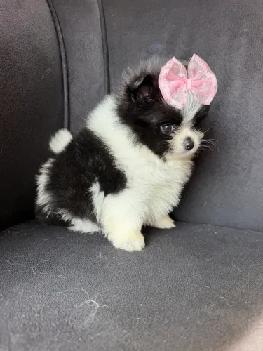 Pedigree Lulu da Pomerânia anão FÊMEA 