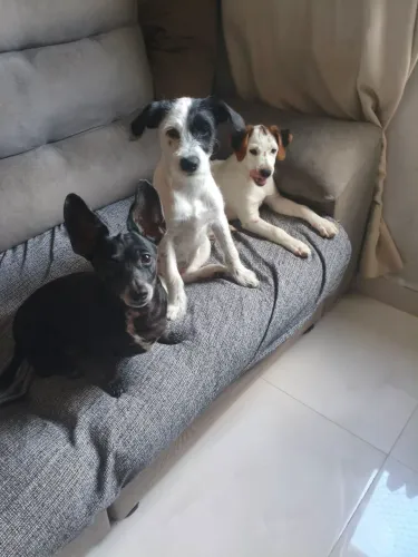ADOÇÃO RESPONSÁVEL - UM LAR PARA ESSES DOIS!