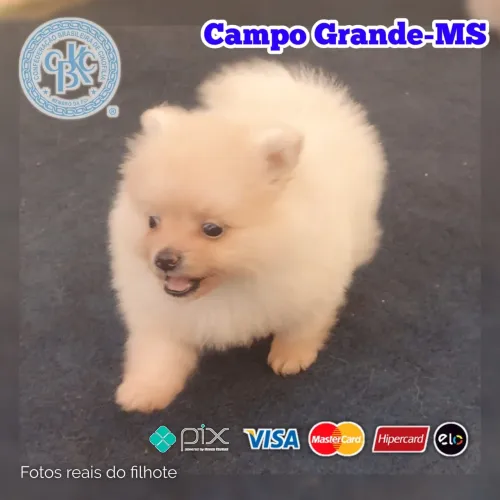Spitz Alemão Anão - Filhotes com 45 dias