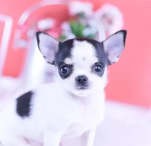 Filhotinhos Chihuahua miniatura com linhagem selecionada e saudável