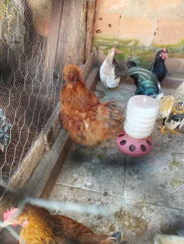Vendo Galinhas garnisé e um Galo sedoso japonês marrom 