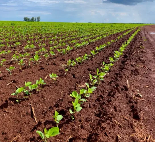 Fazenda 367,5 hectares SUPER PRODUTIVA !!