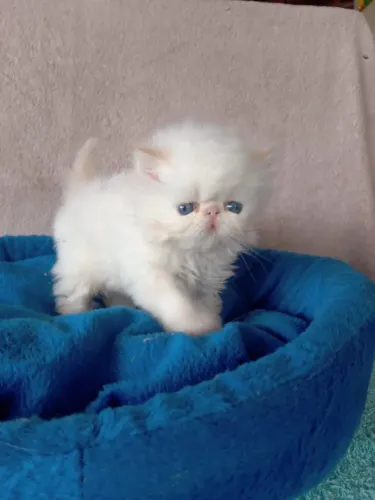 Filhotes Gato Persa Show